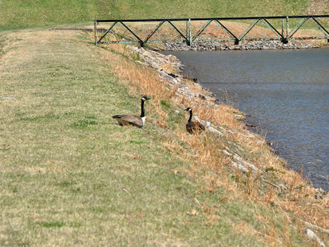 Two Canada geese resting on the grassy bank of the reservoir